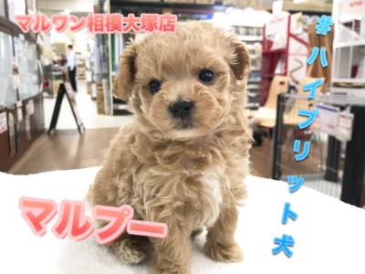 【MIX犬マルプー】マルチーズとトイ・プードルのハイブリット犬♪お手入れ方法もご紹介！：マルワン相模大塚店（神奈川県大和市のペットショップ）｜子犬情報No.814462