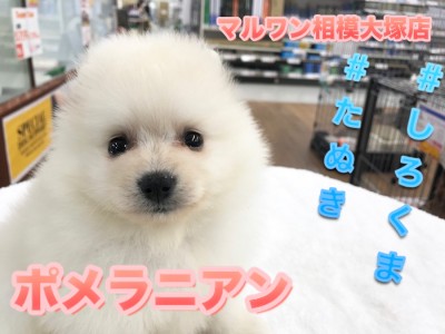 【白ポメラニアン】マズルの長さは驚異の1.5cm！希少で大人気の『白たぬきポメ』登場！特技のドリブル見せちゃいます♥：ペットショップマルワン相模大塚店（神奈川県大和市）｜子犬情報！No.814463