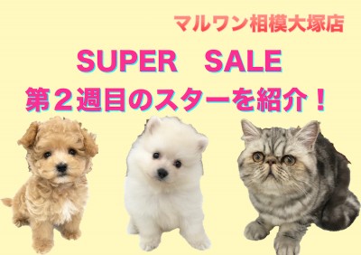 【相模大塚店今週の注目わんにゃん！】スーパーセール2週目突入！「マルプー」「フテニャン」「タヌキポメ」今週の注目わんにゃんをご紹介♪：ペットショップマルワン相模大塚店（神奈川県大和市）子犬＆子猫情報！
