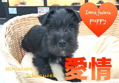 【ミニチュア・シュナウザー】おひげフェイスが魅力！愛情溢れる今宿店の秘蔵っ子♪：ペットショップマルワン今宿店(神奈川県横浜市)｜子犬情報｜No.120117