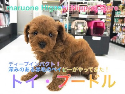 【トイ・プードル】ディープインパクト！深みのある赤毛ベイビーがやってきた！：ペットショップマルワン東日暮里店（東京都荒川区）No.014219