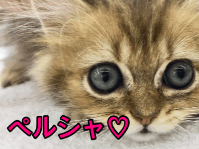 【黄金ペルシャ】別名「猫の中の王様」と呼ばれる美し過ぎる容姿とゴージャスな被毛!：ペットショップマルワン大倉山店（横浜市）｜子猫情報！No.6130700