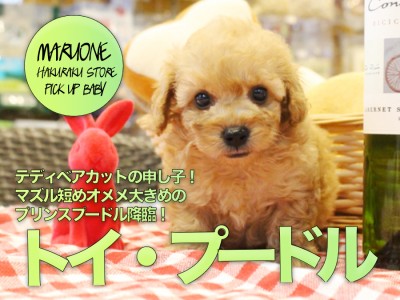 【小さめトイ・プードル】テディベアカットの申し子！マズル短めオメメ大きめのプリンスプードル降臨！:ペットショップマルワン白楽店（横浜市）｜子犬情報！No.11568