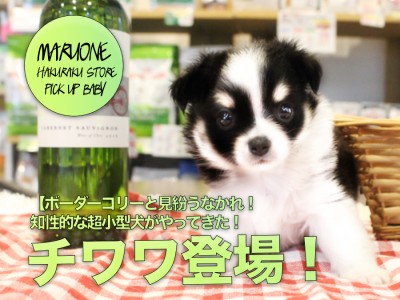 【チワワ】ボーダーコリーと見紛うなかれ！知性的な超小型犬がやってきた！：ペットショップマルワン白楽店（横浜市）│子犬情報No.11571
