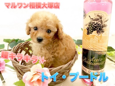【小さめトイ・プードル】将来はタイニーサイズ！潤んだ瞳が可愛すぎ！アップ写真がCUTEすぎて観覧注意♪：ペットショップマルワン相模大塚店（大和市）｜仔犬情報No.814469