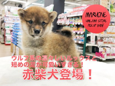 【ミニ柴犬】ウルフ系の凛々しいルックスと短めの足。更には難易度の高い奥義もクリア！：ペットショップマルワン梅島店（東京都足立区）｜子犬情報！No.119121