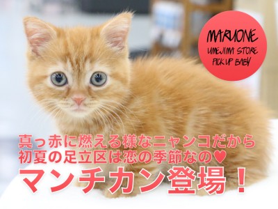 【マンチカン】真っ赤に燃える様なニャンコだから初夏の足立区は恋の季節なの♥：ペットショップマルワン梅島店（東京都足立区）子猫情報！NO. 119114