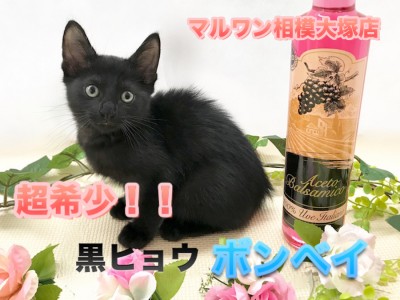 【希少種・ボンベイ】リアルジジ！？肩乗りが大好きな黒ヒョウニャンコ！：ペットショップマルワン相模大塚店（大和市）｜子猫情報No.814470