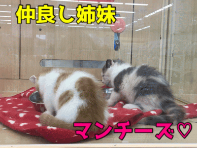 【マンチカン姉妹】セクシーアイラインの姉＆ド短足の妹の最強に可愛い姉妹!通称マンチーズから目が離せない♥：ペットショップマルワン大倉山店（横浜市）｜子猫情報！No.6130710＆No.6130711