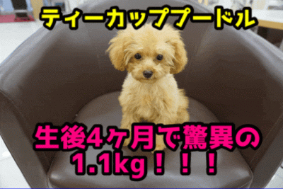 【ティーカッププードル】ティーカップ確定?!生後4ヶ月を過ぎて体重1.1kg!!おパンツカットも要チェック!：ペットショップマルワン大倉山店（横浜市港北区）｜子犬情報！No.6130689