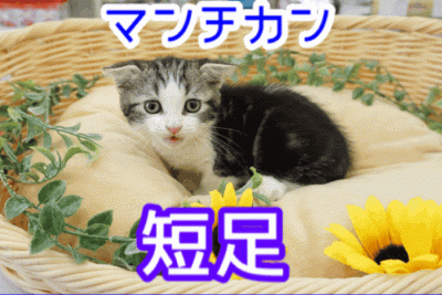 【 短足 マンチカン 】しましま模様のスーパーカーニャンコ登場！マンチカン姉さんがコミュニケーション方法もちょっぴり見せちゃいます♥：ペットショップマルワン大倉山店（横浜市港北区）｜子猫情報！No.6130722