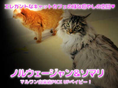 【 ノルウェージャン ＆ ソマリ の世界】エレガントなキャットカフェの様な癒やしの空間♡：マルワン白楽店ペットショップ（横浜市）│子猫情報No,11560＆11543