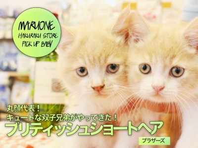 【ブリティッシュショートヘア】丸顔代表！キュートな双子兄弟がやってきた！:ペットショップマルワン白楽店(横浜市）No.11572＆11573