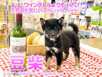 【 豆柴 】えっ！ワインボトルよりも小さい！？立ち姿も美しいスペシャルベイビー！:ペットショップマルワン白楽店(横浜市）│子犬情報No.11579