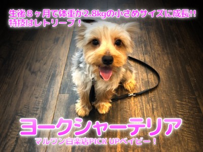 【 ヨークシャーテリア 】生後8ヶ月で体重が2.8kgの小さめサイズに成長!!特技はレトリーブ！ヨーキー王子のセカンドインプレ！マルワン白楽店（横浜市）ペットショップ│子犬情報No.11540