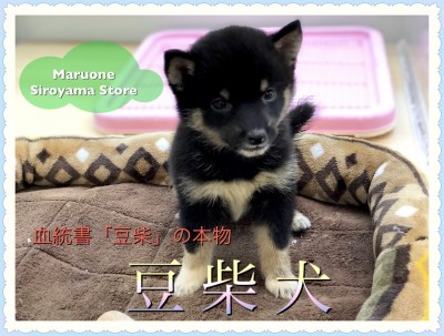 【黒豆柴】早い者勝ち！血統書「豆柴」の正真正銘「豆柴犬」登場！！：ペットショップ ペッツワン城山店｜子犬情報｜NO.118253（神奈川県相模原市）
