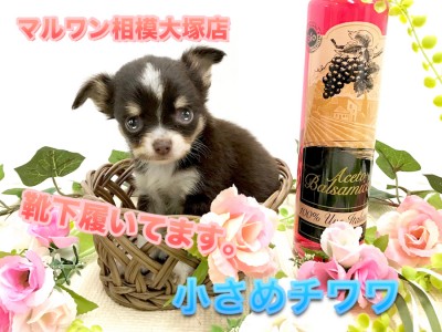 【チョコタン チワワ】HP掲載前の特別公開！ブルーの瞳の小さな癒し系♪横顔が美しすぎます。：ペットショップマルワン相模大塚店｜仔犬情報No.814471