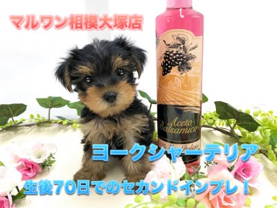 【ミニ・ヨークシャーテリア】生後70日で体重720g！赤ちゃんから仔犬へ成長の変化をセカンドインプレ♪：ペットショップマルワン相模大塚店（大和市）｜仔犬情報No.814472