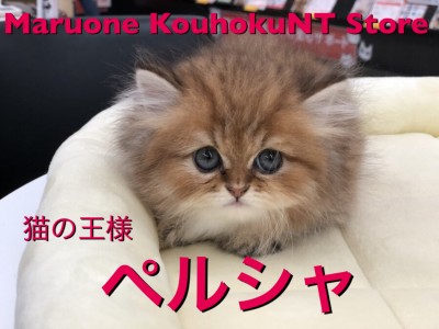 【 猫の王様 ペルシャ 】猫好きは見逃し禁止！港北NT店人気上位描種が再登場！ ： ペットショップ マルワン港北NT店（横浜市） | 子猫情報 | NO.311799