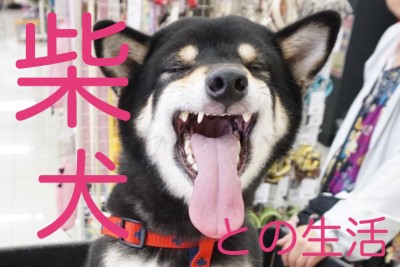 【 解説！柴犬との生活特集 】柴犬のお散歩時間は？シャンプー頻度は？生活環境はどうすればいい？に柴犬マニアが答えます！