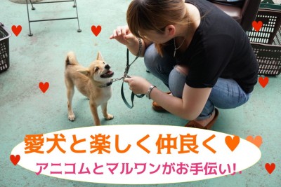 【大倉山店サポート】毎月開催実施中！愛犬と楽しく仲良く過ごせるようにアニコムとマルワンがコラボでお手伝い!!効果テキメンのパピー教室！：ペットショップマルワン大倉山店｜サポート情報