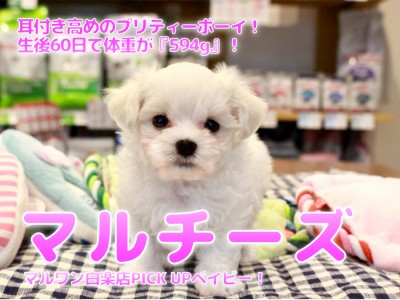 【 小さめ マルチーズ 】耳付き高めのプリティーボーイ！生後60日で体重が『594g』！ ペットショップ マルワン白楽店（横浜市） 子犬情報 No.11584