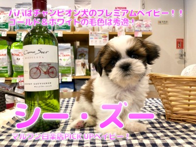 【 シーズー 】パパはチャンピオン犬のプレミアムベイビー！！ゴールド＆ホワイトの毛色は秀逸！： ペットショップ マルワン白楽店（ 横浜市 ）│子犬情報No.11583