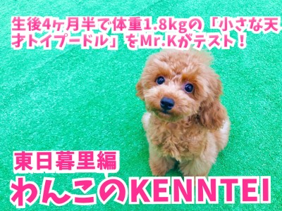 【 わんこの検定Vol.2 】生後4ヶ月半で体重1.8kgの「小さな天才トイプードル」をMr.Kがテスト！ ペットショップ マルワン東日暮里店編