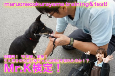 【わんこの検定】超難問！「K犬定（検定）」実施！生え抜きのくろしばちゃんは何点を取れたのか！？ ペットショップ マルワン大倉山店（ 横浜市 港北区 ）