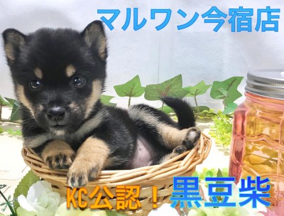 【 黒豆柴 】生後60日で681g！ミニマム家系の黒豆柴ちゃんは初めてのワンちゃんライフのパートナーにオススメです♪：ペットショップマルワン今宿店（神奈川県横浜市）｜子犬情報NO.120125