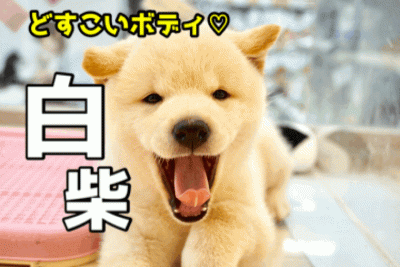 【どすこい系の白柴 】むちむちどすこいボディの白柴君♥インスタ映え・ロング散歩・アウトドアで楽しみ満載なスペシャルベイビー！ ペットショップ  マルワン大倉山店（ 横浜市 ） 子犬情報！No.6130734
