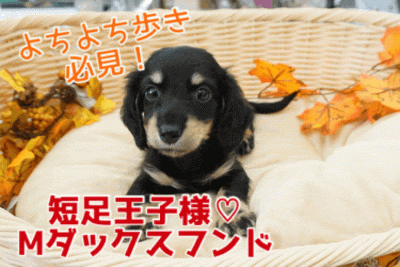 【 小さめ Mダックスフント 】小さめ！・オシャレ！・イケメン！スーパー短足王子の決定版が降臨！ ペットショップ マルワン大倉山店（ 横浜市港北区 ・新横浜近郊 ） 子犬情報！No.6130732