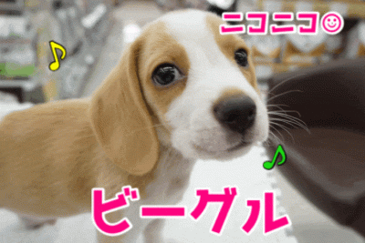 【 JKCチャンピオン 直仔 レモンビーグル 】何でも楽しみに変えちゃう天才!良血統で天真爛漫なニコニコボーイ♪ ペットショップ マルワン大倉山店（ 横浜市港北区 ・新横浜近郊 ） 子犬情報！No.6130735