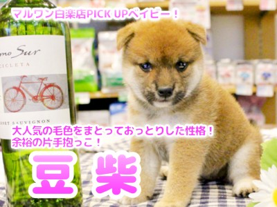 【 赤豆柴 】大人気の毛色をまとっておっとりした性格！片手抱っこが余裕の豆柴ちゃん登場！！No.11587