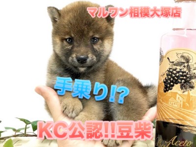 【 豆柴 】今がチャンスです！生後53日で758g!超小型犬が仲間入り♪手乗りサイズ希少ベイビー！ 相模大塚店No.814485