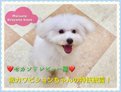 【 ビション・フリーゼ 】続！ビションちゃん！ふわふわになってきたビションちゃんのスゴ技披露！ペッツワン城山店NO.118242