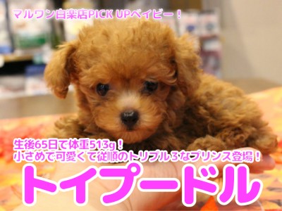 【 トイ・プードル 】生後65日で体重513g！小さめ・可愛い・従順のトリプルワンダフルなプリンス登場！白楽店No.11589