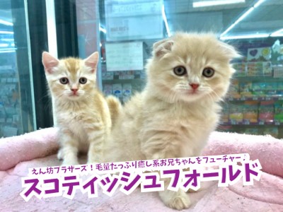 【 スコティッシュ・フォールド 兄編 】甘えん坊ブラザーズ！毛量たっぷり癒し系お兄ちゃんをフューチャー♪鎌ヶ谷店No.117171