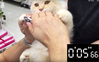 果たして1分でネコちゃんの爪切りはできるのか！？