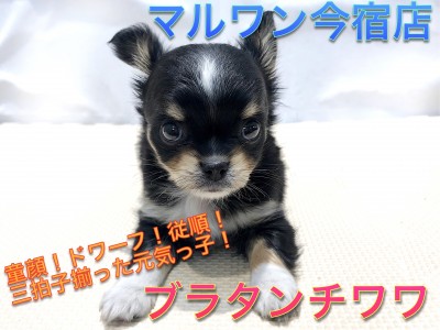 【 チワワ 】童顔！ドワーフ！従順！三拍子揃った元気っ子！