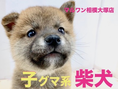 【 柴犬 】凛々しさと可愛らしさを兼ね揃えた子グマ系の柴犬。遊ぶときはエンジン全開！