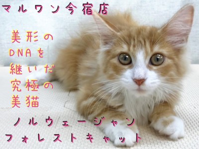 【 ノルウェージャン 】パパはACCチャンピオン！赤い被毛の究極の美猫！