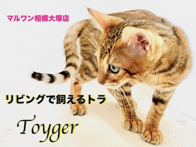 【 トイガー 】リビングで飼えるトラ！ワイルドキャット好きは必見！