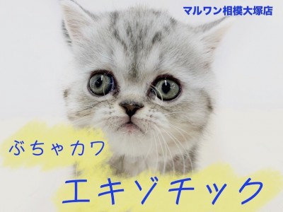 【 エキゾチック 】日本全国エキゾチックブーム！人気を呼ぶ3つの理由をご紹介！