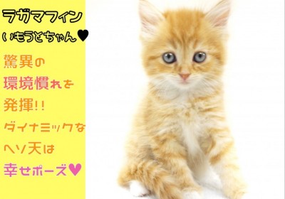 【 ラガマフィン 妹 】驚異の環境慣れを発揮!ダイナミックなヘソ天は幸せポーズ!