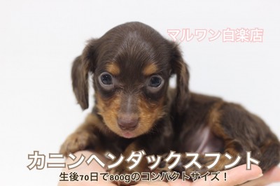 【 カニンヘンダックス 】生後70日で体重800gのコンパクトサイズ！