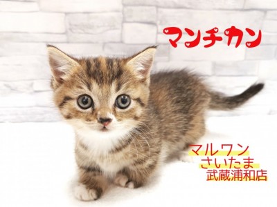 【 マンチカン 】足の短さわずか 4cm！！お顔も可愛い短足女子！！