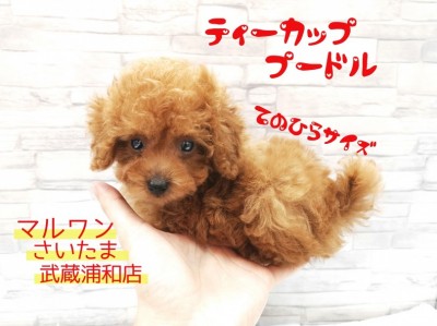【 ティーカッププードル 】生後72日で体重655g！手のひら極小プードル！