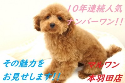 【 トイプードル 】10年連続人気ナンバーワン！！その魅力をお見せします。