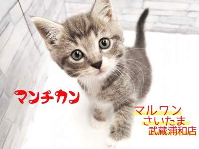 【 マンチカン 】グレーの毛色がカッコ可愛い！スタイリッシュな男の子！！